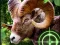 Hra Crazy Goat Hunter 2020 online
