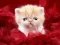 Hra Funny Kitty online