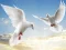 Hra Flying Birds online