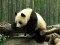 Hra Pandas Puzzle online