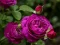 Hra Purple Roses online