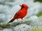Hra Birds Puzzle online