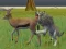 Hra Wolf Life Simulator online