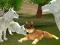 Hra Wild Wolves Hunger Attack online