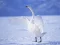 Hra Graceful Swans online