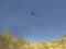 Hra Toucan Shooter online