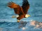Hra Animals Jigsaw Puzzle Eagle online