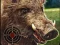 Hra Boar Hunting Jigsaw online