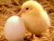 Hra Lovable Little Creatures Puzzle online