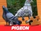 Hra Pigeon Jigsaw Puzzle online