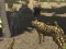 Hra African Cheetah Hunting Simulator online