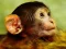 Hra Funny Baby Monkey online