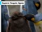 Hra Emperor Penguin Jigsaw online