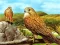 Hra Birds of Prey Slide online
