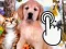 Hra Pets Clicker online