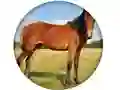 Hra Animal Quiz online