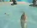 Hra Shark Simulator Beach Killer online