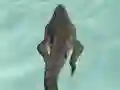 Hra Crocodile Simulator Beach Hunt online