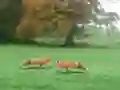 Hra Hunted Fox online