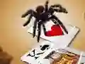 Hra Jumping Spider online