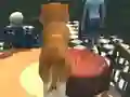 Hra Dog Simulator: Puppy Craft online