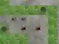 Hra Spider Tower Defence online