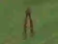 Hra Dino Hunt online