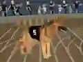 Hra Crazy Dog Racing Fever online