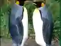 Hra Penguin Puzzle online