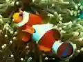 Hra Underwater Hidden Numbers online