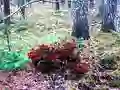 Hra Bernati Forest Adventure online