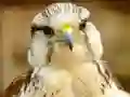 Hra Gyrfalcon Jigsaw online