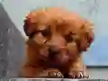 Hra Puppy Puzzle online