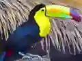 Hra Toucan Bird Jigsaw online
