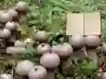 Hra Lycoperdon Mushroom Land Escape online