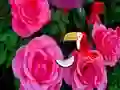 Hra Precious Rose Escape online