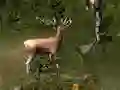 Hra Sniper Hunting Deadly Animal online