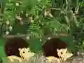 Hra Escape From Mango Farm online