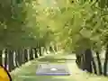 Hra Pair of Cat Escape online