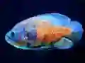 Hra Tiger Fish Jigsaw online