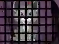 Hra Trapped Wolf Rescue online