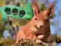 Hra Birch Forest Adventure online