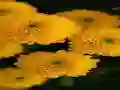Hra Chrysanthemums Jigsaw online