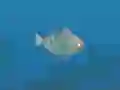 Hra Fish Companions online