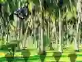 Hra Rescue Tasmanian Tiger online