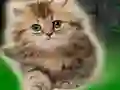 Hra Couple Kitten Escape online