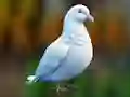 Hra Realistic Pigeon Rescue online