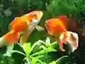 Hra Blue Fish Escape online