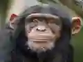 Hra Chimpanzee Jigsaw online