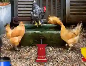 Hra Poultry Farm Easter Escape online